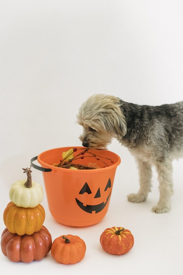 Quel légume interdit pour chien ?