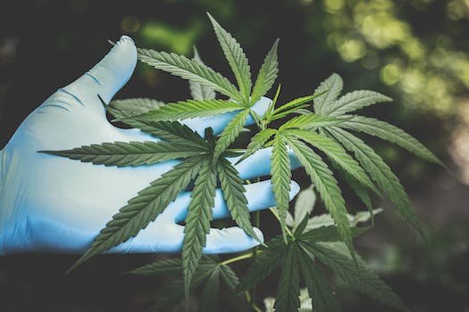 Comment reconnaître un CBD de qualité ?